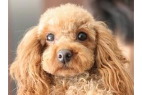 販売中のトイプードルの親犬